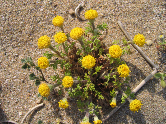 Anthemis rigida subsp. rigida (SM.) BOISS. ex HELDR.