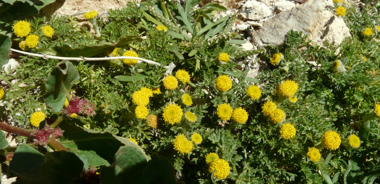 Anthemis rigida subsp. rigida (SM.) BOISS. ex HELDR.