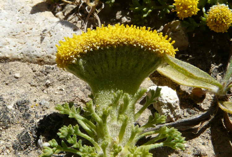 Anthemis rigida subsp. rigida (SM.) BOISS. ex HELDR.