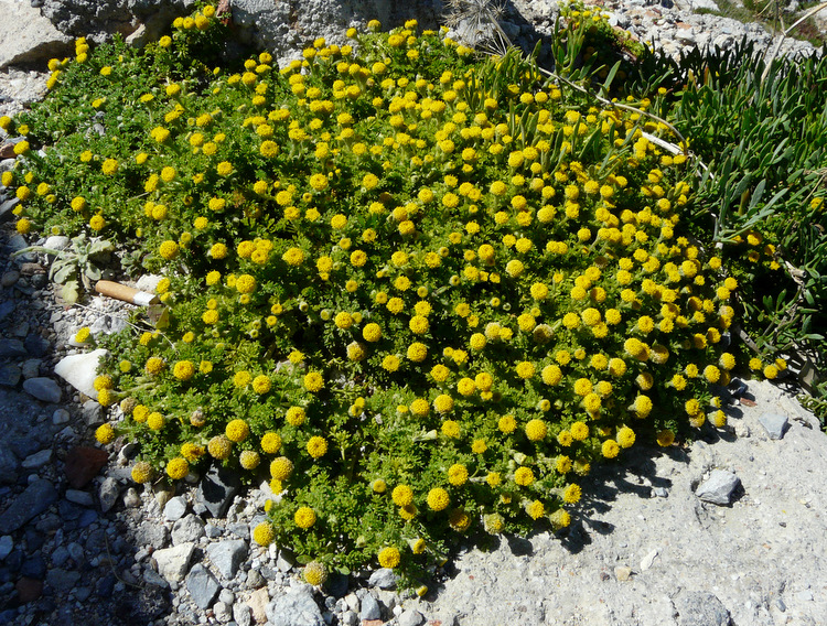 Anthemis rigida subsp. rigida (SM.) BOISS. ex HELDR.