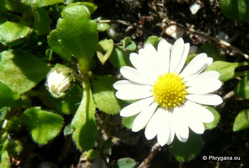 Bellis annua subsp. minuta (DC.) MEIKLE