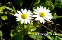 Bellis annua subsp. minuta (DC.) MEIKLE