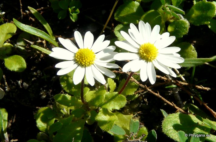 Bellis annua subsp. minuta (DC.) MEIKLE