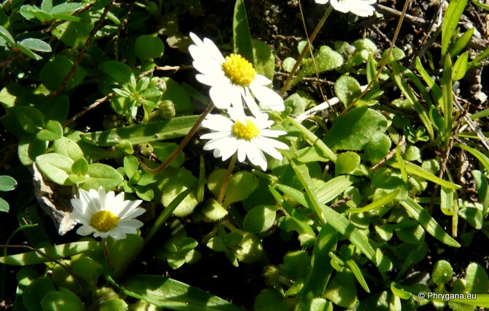 Bellis annua subsp. minuta (DC.) MEIKLE