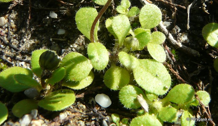 Bellis annua subsp. minuta (DC.) MEIKLE