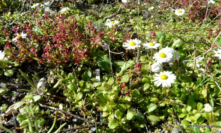 Bellis annua subsp. minuta (DC.) MEIKLE