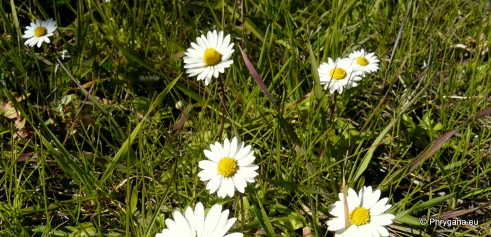 Bellis annua subsp. minuta (DC.) MEIKLE