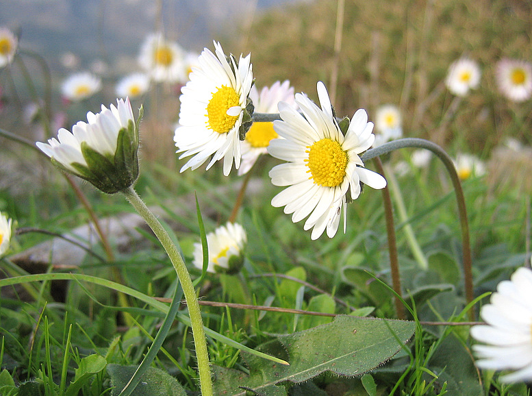 Bellis sylvestris CIRILLO