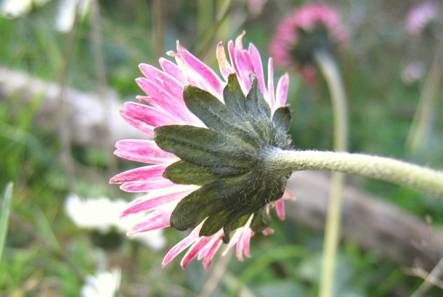 Bellis sylvestris CIRILLO