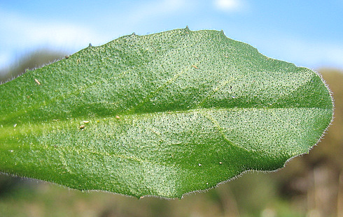 Bellis sylvestris CIRILLO