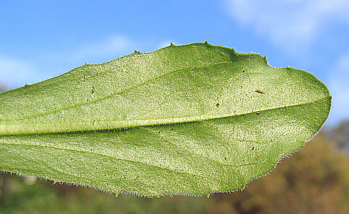 Bellis sylvestris CIRILLO