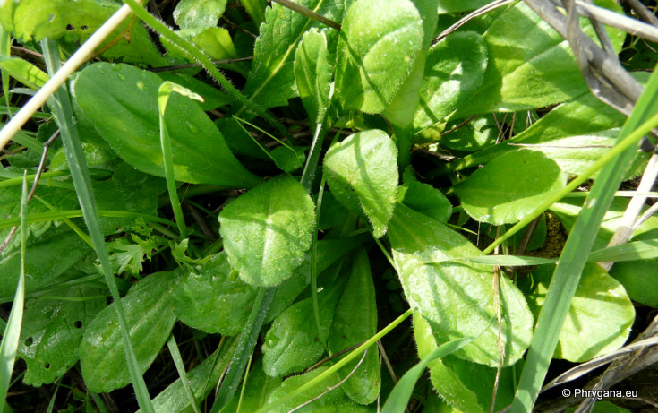 Bellis sylvestris CIRILLO