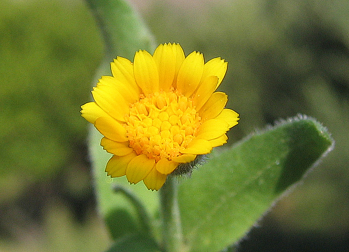 Calendula arvensis  L.