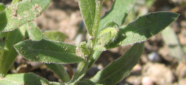 Calendula arvensis  L.