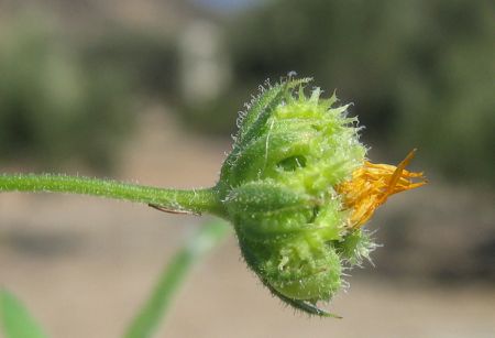 Calendula arvensis  L.