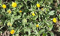 Calendula arvensis  L.