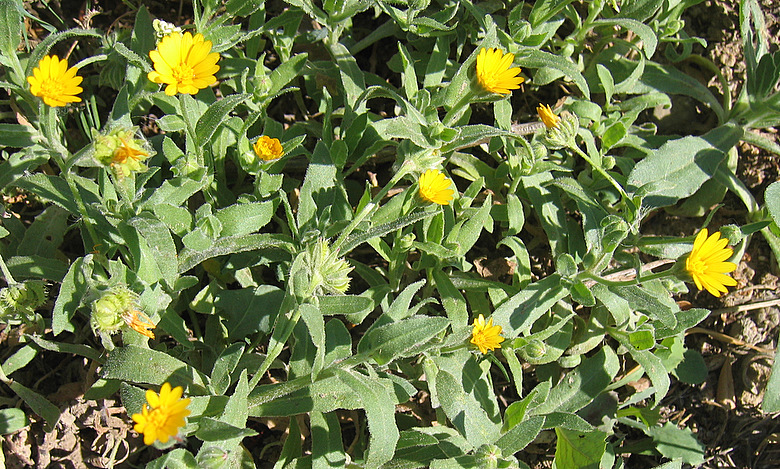 Calendula arvensis  (VAILL.) L. -- le Souci des champs -- Field Marigold -- Acker-Ringelblume -- Akkergoudbloem