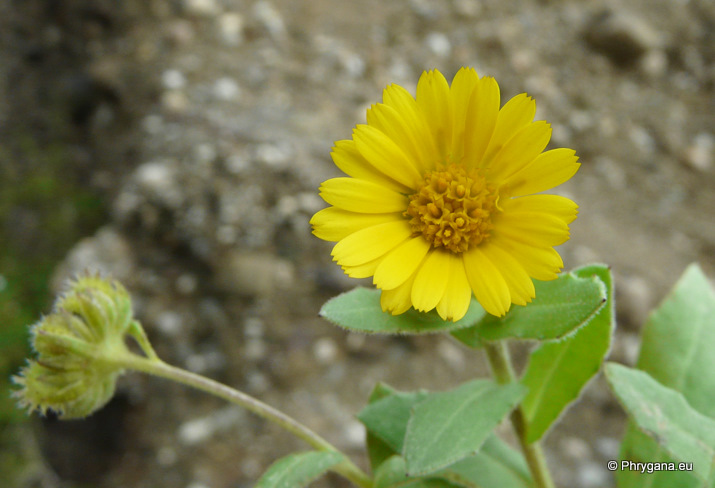 Calendula arvensis  L.