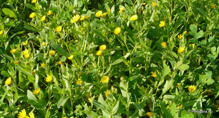 Calendula arvensis  L.