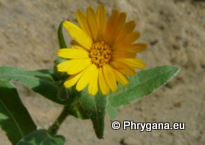 Calendula arvensis L.