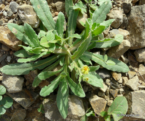 Calendula arvensis  L.