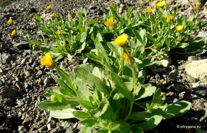 Calendula arvensis  (VAILL.) L. -- le Souci des champs -- Field Marigold -- Acker-Ringelblume -- Akkergoudbloem