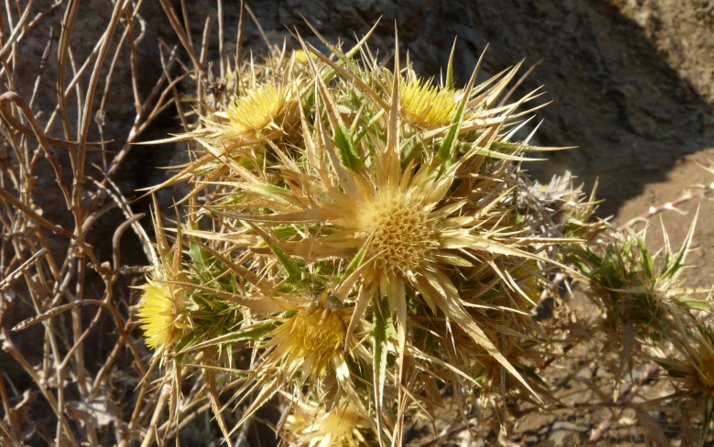 Carlina graeca HELDR. & SARTORI