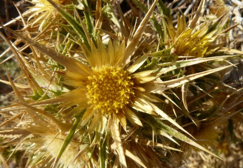 Carlina graeca HELDR. & SARTORI