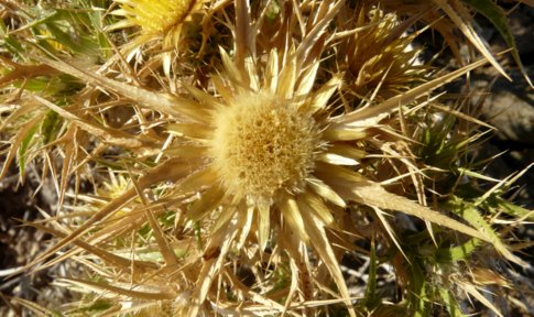 Carlina graeca HELDR. & SARTORI