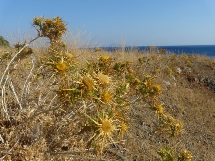 Carlina graeca HELDR. & SARTORI