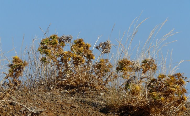 Carlina graeca HELDR. & SARTORI