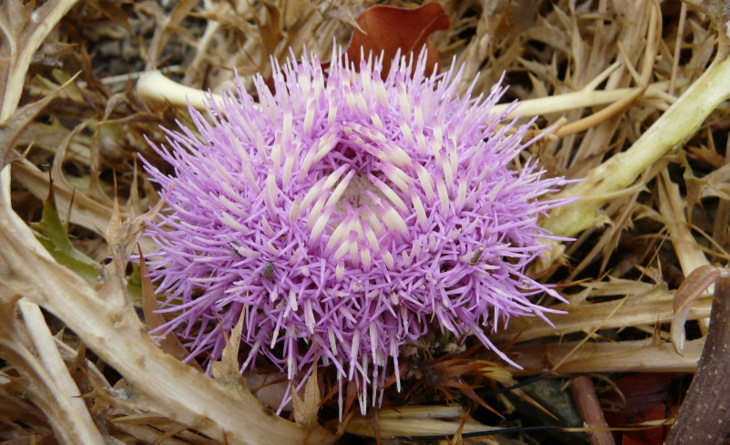 Carlina gummifera  (L.) LESS. 