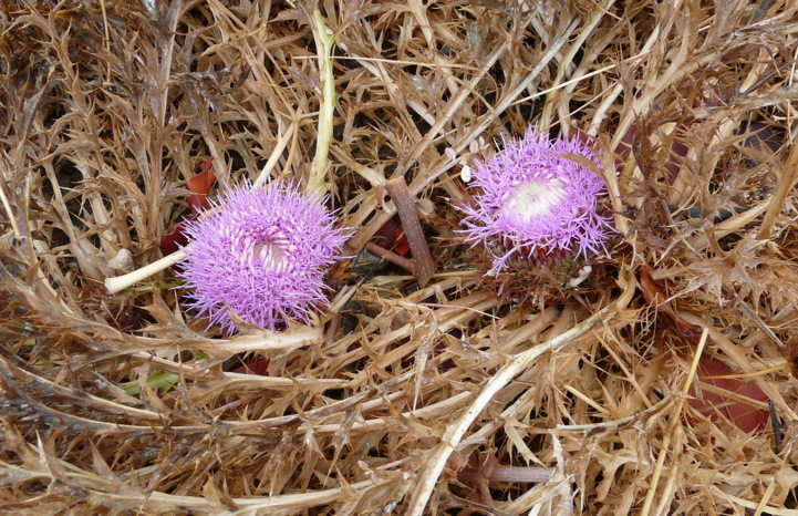 Carlina gummifera  (L.) LESS. 