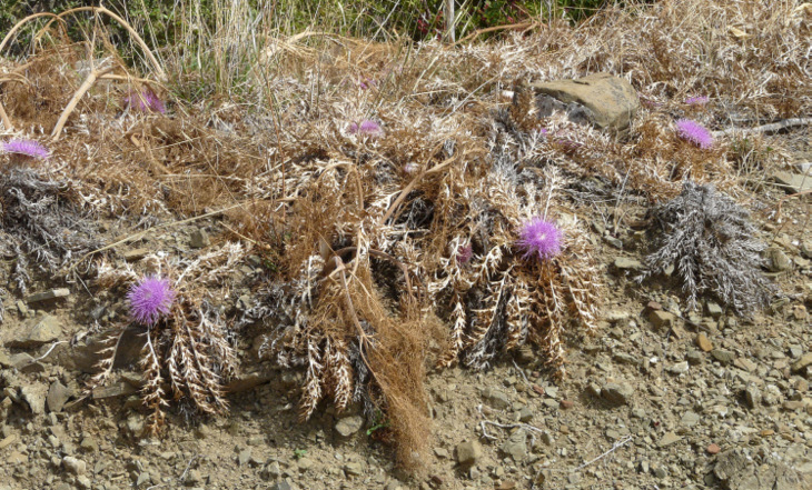 Carlina gummifera  (L.) LESS. 