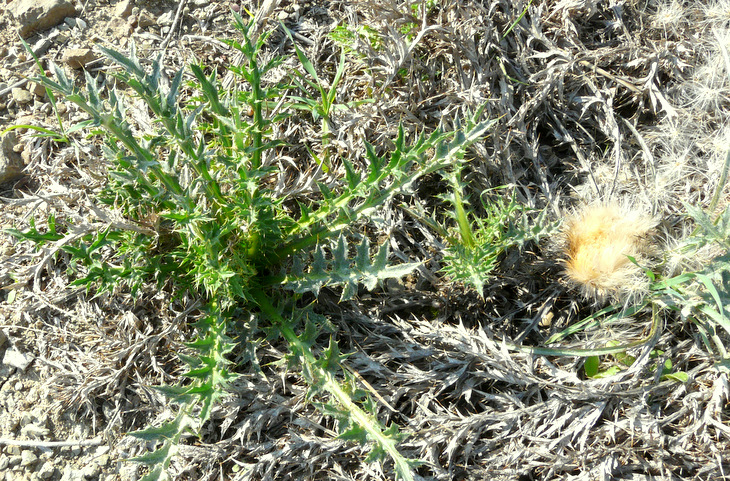 Carlina gummifera  (L.) LESS. 