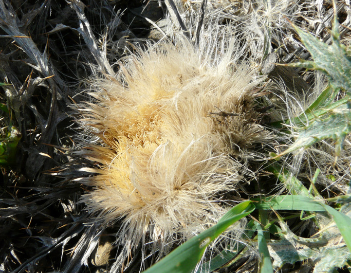 Carlina gummifera  (L.) LESS. 