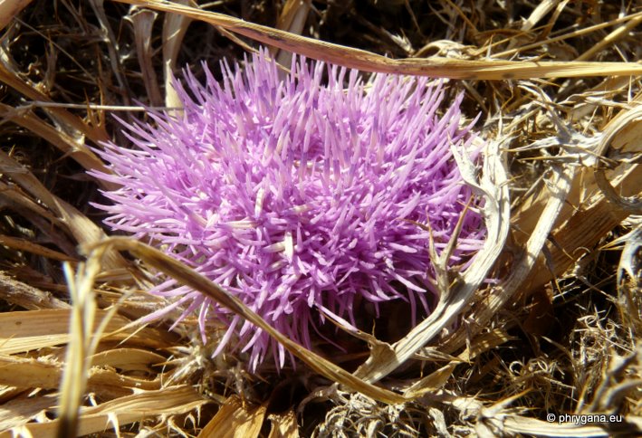 Carlina gummifera  (L.) LESS.