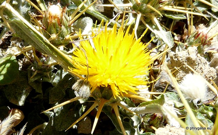 Centaurea idaea  BOISS. & HELDR.