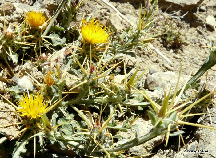 Centaurea idaea  BOISS. & HELDR.