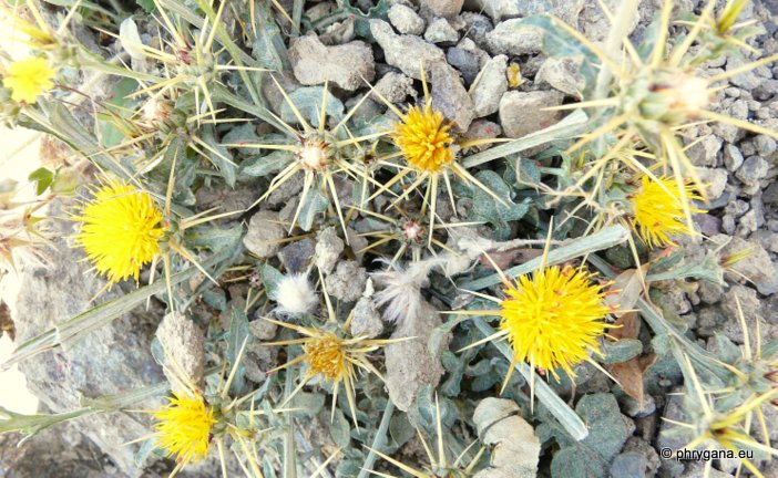 Centaurea idaea  BOISS. & HELDR.