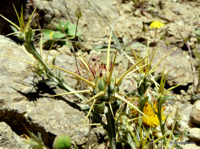 Centaurea idaea  BOISS. & HELDR.