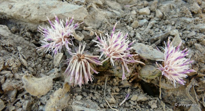 Centaurea raphanina SM. subsp. raphanina