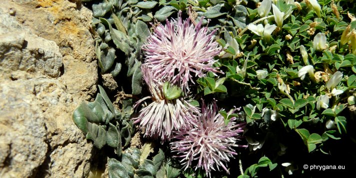 Centaurea raphanina SM. subsp. raphanina