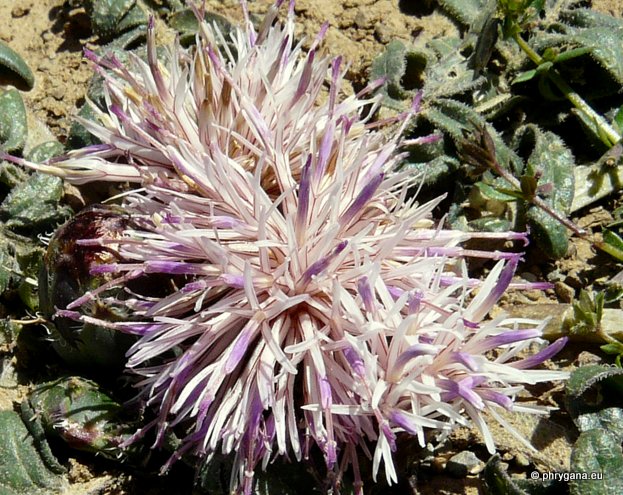 Centaurea raphanina SM. subsp. raphanina