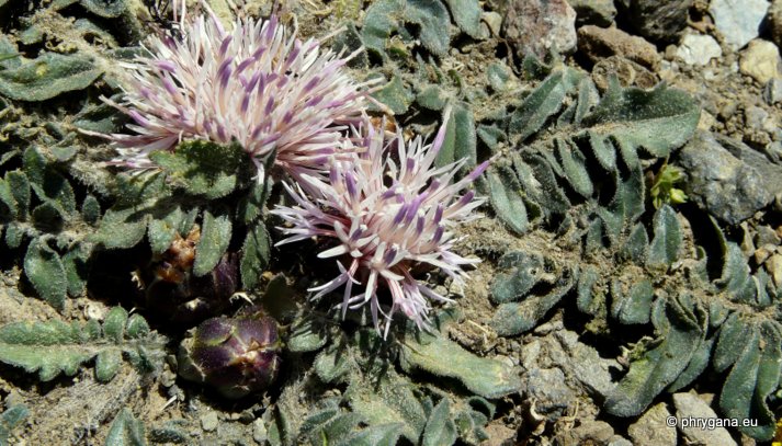 Centaurea raphanina SM. subsp. raphanina