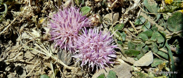 Centaurea raphanina SM. subsp. raphanina