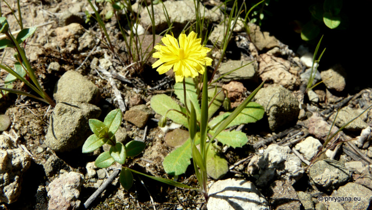 Crepis cretica BOISS.