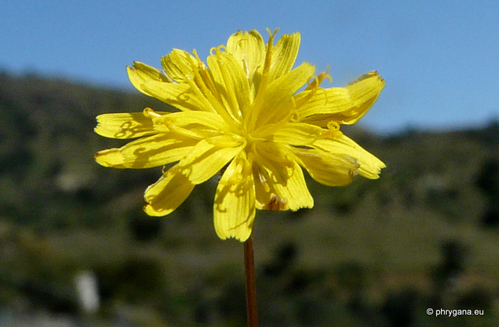 Crepis cretica BOISS.