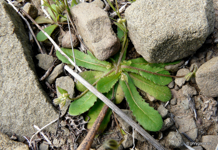 Crepis cretica BOISS.