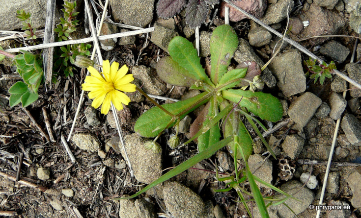 Crepis cretic BOISS.